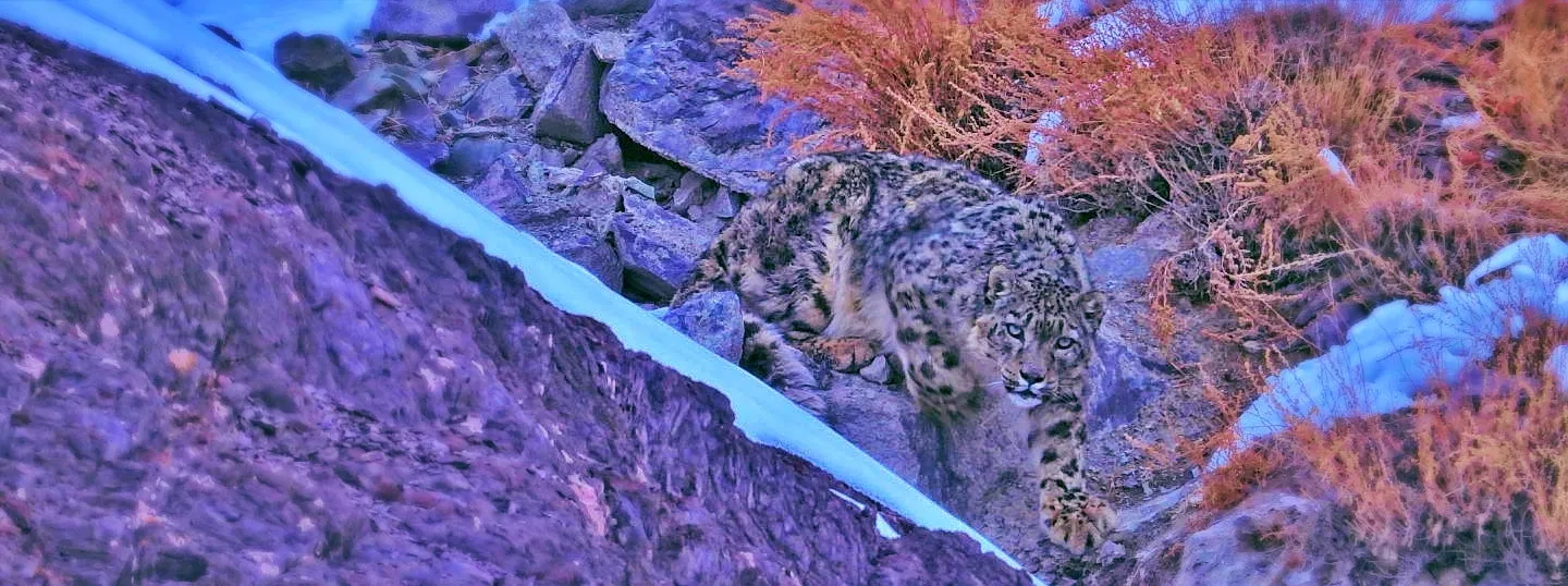 ZHE Travels | Snow Leopard Expedition